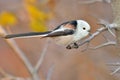 Long tailed tit outdoor (aegithalos caudatus)