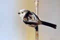 Long tailed tit outdoor (aegithalos caudatus) Royalty Free Stock Photo