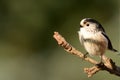 Long tailed tit Royalty Free Stock Photo