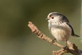 Long tailed tit Royalty Free Stock Photo