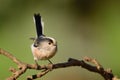Long tailed tit Royalty Free Stock Photo