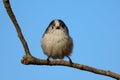 Long tailed tit Royalty Free Stock Photo