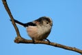 Long tailed tit Royalty Free Stock Photo
