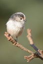 Long tailed tit Royalty Free Stock Photo