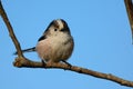 Long tailed tit Royalty Free Stock Photo