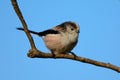 Long tailed tit Royalty Free Stock Photo