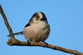 Long tailed tit Royalty Free Stock Photo