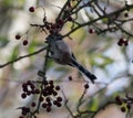 Long tailed tit perched in a tree with autumn berries Royalty Free Stock Photo