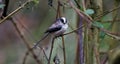 Long tailed tit perched in the woods in the rain Royalty Free Stock Photo