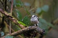 long tailed tit perched in the woods in the rain Royalty Free Stock Photo