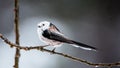 Long-tailed tit perching and in profile