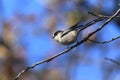 Long-tailed Tit Royalty Free Stock Photo