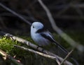 Long tailed tit Royalty Free Stock Photo