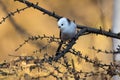 Long-tailed tit is sitting on a tree branch in autumn day Royalty Free Stock Photo