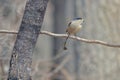 Long-tailed Tit