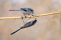 Long-tailed Tit