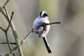 Very cute Long-tailed Tit