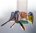 Long Tailed Tits and Blue Tit perched on feeder