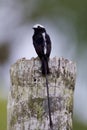 Long-tailed Tyrant 840201