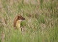 Long-tailed Weasel #2