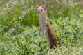 Long Tailed Weasel in afternoon light Royalty Free Stock Photo