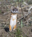 Long-tailed weasel on grass in early spring