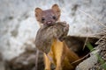 Long Tailed Weasel with Mouse Royalty Free Stock Photo