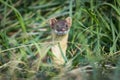 Long-tailed Weasel (Mustela frenata)