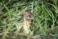 Long-tailed Weasel (Mustela frenata)