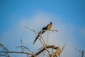 Long tailed widow bird perched on a tree in a game reserve in South Africa Royalty Free Stock Photo