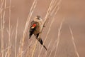 Long-tailed widowbird Royalty Free Stock Photo