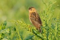 A female long-tailed widowbird perched on a plant, South Africa