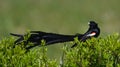 Long-tailed Widowbird showing off tail