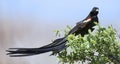 Long-tailed Widowbird sitting on a brush to rest after display f