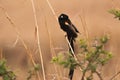 Long-tailed widowbird Royalty Free Stock Photo