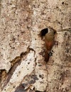 Long-tailed Woodcreeper