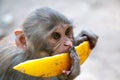 Long tailed young macaque monkey eating melon.