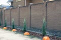 Long brown brick fence in the street with small coniferous ornamental trees