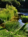 Long tall decorative wetland grass growing on side of garden pond with some other aquatic plants, pathway on the left side Royalty Free Stock Photo