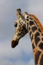 Long tall giraffe Royalty Free Stock Photo