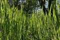 Long tall spring grass growing in core of garden, sunlit by afternoon sunshine.