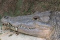 Closeup of a resting crocodile