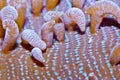 Long tentacle plate coral