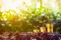 Long-term investment or making money with the right concepts. A plant growth on stack of coins on good soil with sunlight and Royalty Free Stock Photo