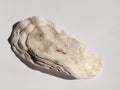 Long and textured cracked white and grimy oyster shell on a whit Royalty Free Stock Photo