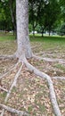 Long thick roots on ground, Singapore