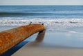 Long thick rusty pipe running along wet beach sand and entering the ground at the edge of the ocean. There are seagulls on the Royalty Free Stock Photo