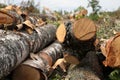 Long thick trunks of birch felling forest logging close-up end of tree design eco