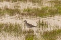 Lesser Yellowleg Standing in Marsh