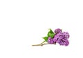 A long thin branch of purple lilac blossom close-up isolated on a white background Royalty Free Stock Photo